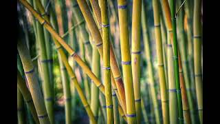 Bamboo Branch Snapping Sound Effect [upl. by Ecyoj]