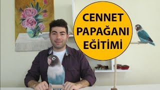 Cennet Papağanı Eğitimi [upl. by Bijan]