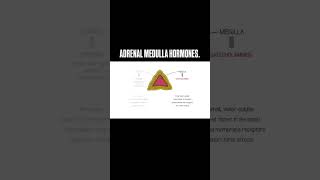 Adrenal gland hormone shortsfeed biology adrenalgland hormones fypシ゚viral [upl. by Mozes]