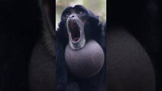 Siamang Gibbons Sounds Screaming Gibbons [upl. by Ynaffets]