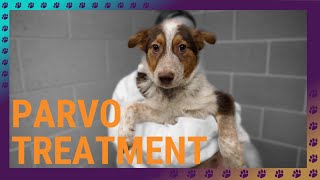 Parvo dog virus treatment [upl. by Atiruam]