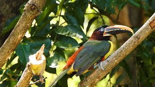 CHESTNUTEARED ARACARI sounds PTEROGLOSSUS CASTANOTIS ARAÇARICASTANHO Free birds in nature [upl. by Shea]