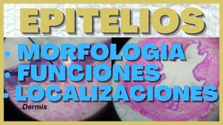 Identificar Epitelios en Histologia Morfologia Funciones y Localizacion [upl. by Novia]