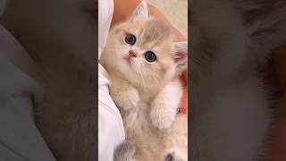 The little kittens roar💕😻 cute kitten cat meow [upl. by Ettigirb]