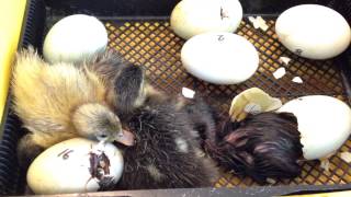 Watch baby duckling hatch [upl. by O'Malley]