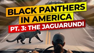 Black Panthers In America Pt 3 The Jaguarundi [upl. by Saidnac363]