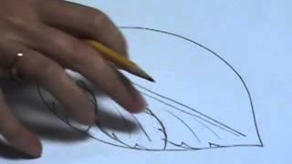 How to draw an acanthus leaf [upl. by Nnylf]