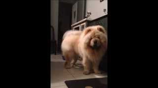 Barney The Chow Chow  the cutest dog ever [upl. by Limemann279]