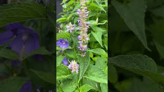 방아잎 배초향 방앳잎 agastache rugosa food ingredient [upl. by Kara]