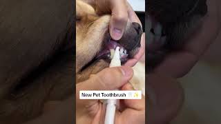 Easy Pet Teeth Cleaning Get the Pet Toothbrush for Fresh Breath amp Healthy SmilePawPalPetsPetCare [upl. by Portia463]