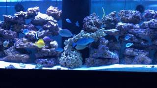 300 GALLON FOWLR UPDATE 101616 [upl. by Yrred]