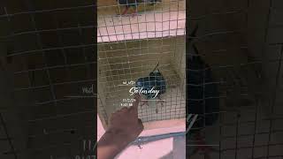 Ms brother loft pigeon pigeoncoop kabootar myloft kabutar birds [upl. by Aiela]