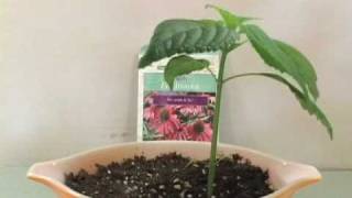 Plant Growing Time Lapse  Echinacea [upl. by Firahs]