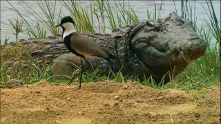 Animaux trop Humains  Entraide Animale Documentaire [upl. by Gaiser]