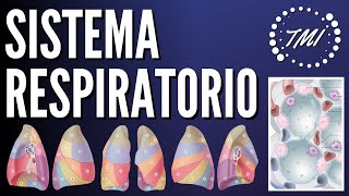 Anatomía y Fisiología Respiratoria Explicado Claramente [upl. by Eseryt]