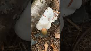 A white cheese polypore grows around an acorn fungus fungi [upl. by Amliv]