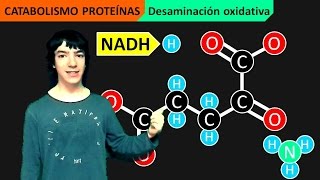 Catabolismo Proteínas Desaminación y Transaminación [upl. by Eelyek]