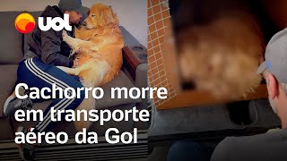 Cachorro morre em transporte aéreo da Gol família compartilha vídeo [upl. by Zosima]