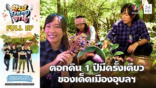 ENGSUB ตามหาดอกดิน อพิบูลมังสาหาร จอุบลราชธานี  ตามอำเภอจาน  18 พย66 Full EP [upl. by Hedberg]