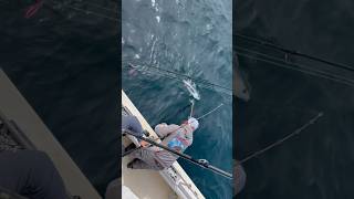 Albacore On Deck youtubeshort albacore tuna [upl. by Elohcin]