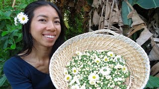 Chinese Chrysanthemum Care and Autumn Harvest [upl. by Hsemar]