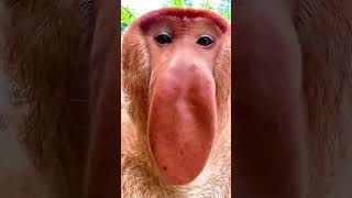 Proboscis Monkey Amazing Video  Compilation 2024 [upl. by Juieta]