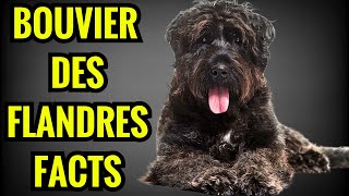 Bouviers des Flandres Facts  Top 13 Facts You Must Know [upl. by Eellah]