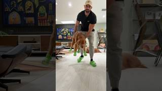 Angry Golden Retriever Tries On Crocs 😡🐶 dogcrocs goldenretriever dogdad [upl. by Sternick488]