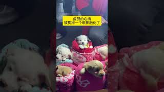 疲劳的心情，被狗狗一个眼神融化了 寵物 pets 萌寵 dog funny 可愛動物 cute animals 萌宠 [upl. by Kriste961]