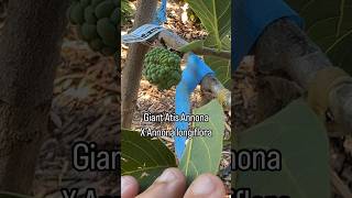 Atemoya ‘Giant atis’ pollinated with Annona longiflora species looks particularly odd [upl. by Lindsey]