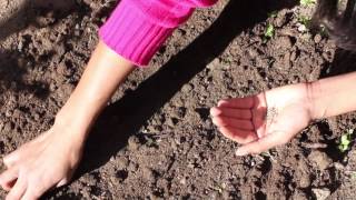 Direct Seeding of Tomatoes  Planting the Seed [upl. by Marna]