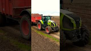 Claas Axion 800 pomme de terre 2024 🥔 [upl. by Squire]