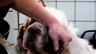 Williana Clumber Spaniel Club grooming DVD [upl. by Attekahs]