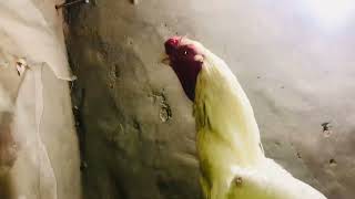 Quality bird Tamil Nadu Indian parrot beak ytshortsindia ytshortsindia parrotbeak youtube viral [upl. by Oicnaneb665]