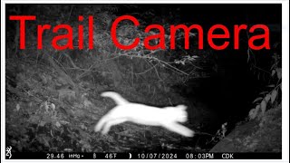 Trail Camera Adventure Episode 11 [upl. by Anastasio]