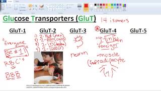 Sugar Transporters GLUTs and SGLTs [upl. by Gnaig975]