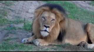 Rare African Lion Roar [upl. by Anama]