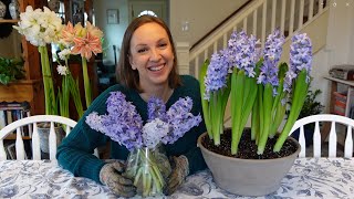 How to Force Hyacinths in Soil and Water  Forcing Hyacinth Bulbs to Bloom Inside [upl. by Crawley152]