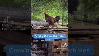 Crowing McLean Hatch Broodhen chickens gamefowl [upl. by Shrier]