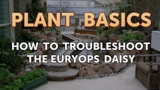 How to Troubleshoot the Euryops Daisy [upl. by Eyahs]