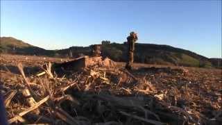 Duck shooting NZ 2014 Maize Paddock [upl. by Arta385]