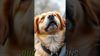 Is Your Dog REALLY Smiling Discover the TRUTH shorts [upl. by Amliw]