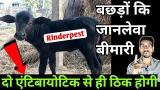 How to treat quotRINDERPESTquot in calf  बछड़ों में पोंकनी रोग का इलाज  Rinderpest disease in animals [upl. by Aleacim]