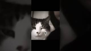 My Friend After His Dead 😺🐈😂😂😂 Wait For End 🔚viralvideo shortvideos cat pussycat [upl. by Holey74]