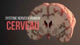 Comment fonctionne le cerveau Système nerveux humain Animation [upl. by Derinna64]