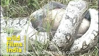 Python eating langur monkey [upl. by Euqinomahs691]