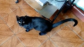 Rico the black cat meowing [upl. by Salb610]