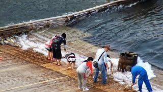 Banboo Trap system To Catch Huge Fish「大漁」大瀬観光やな 栃木県茂木町 [upl. by Dalenna281]