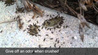 Odorous House Ants [upl. by Ennaeus]