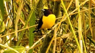 PURPLETHROATED EUPHONIA eating wild fruits Piper aduncum EUPHONIA CHLOROTICA FIMFIM [upl. by Dempsey]